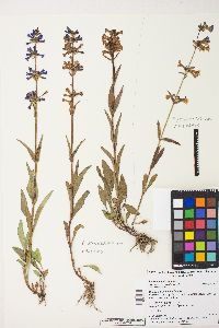 Penstemon attenuatus image