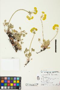 Eriogonum umbellatum var. aureum image