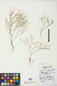 Eriogonum palmerianum image