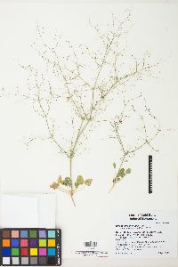 Eriogonum trichopes image