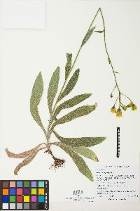 Image of Hieracium parryi