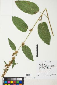 Rumex obtusifolius image