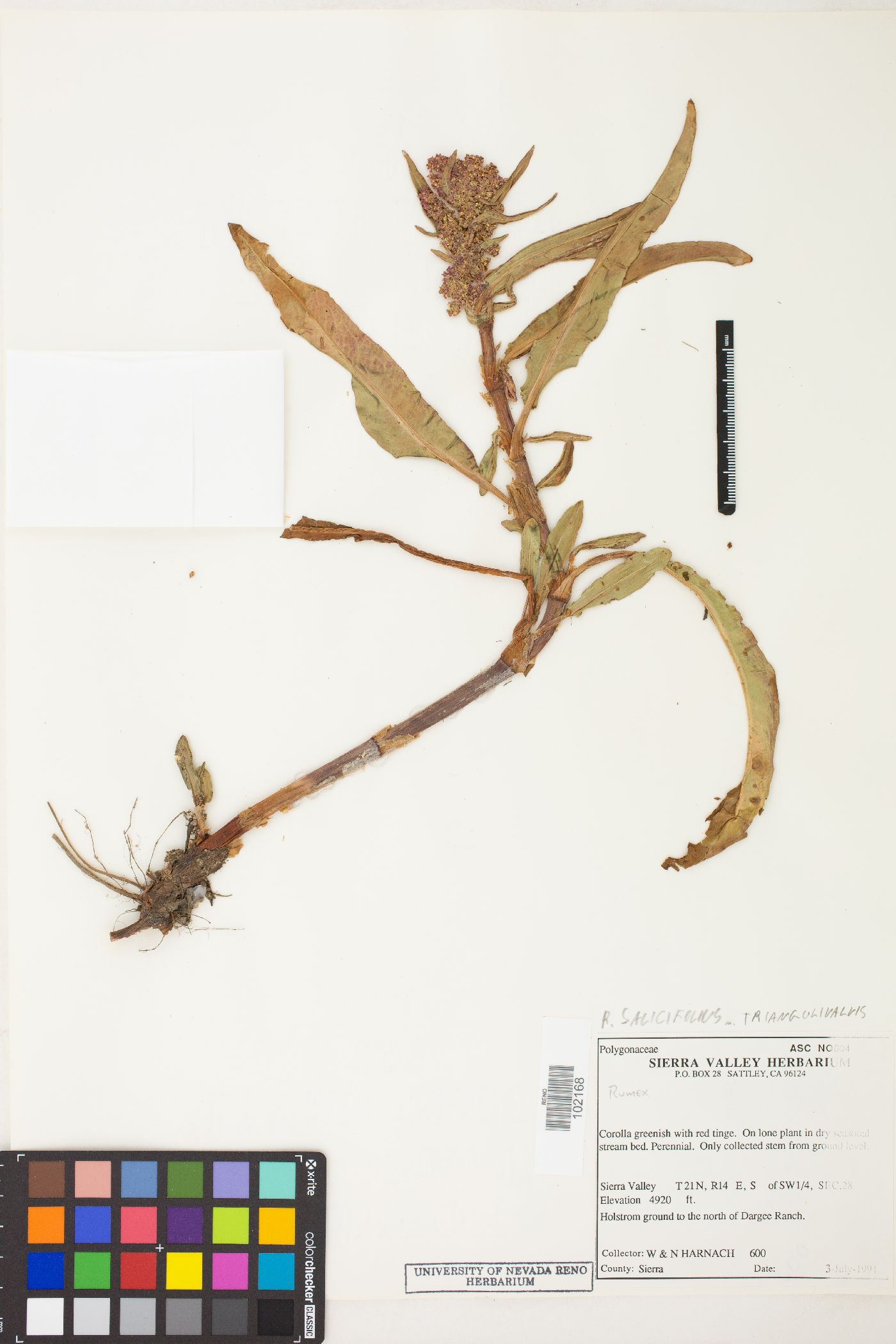 Rumex salicifolius var. mexicanus image