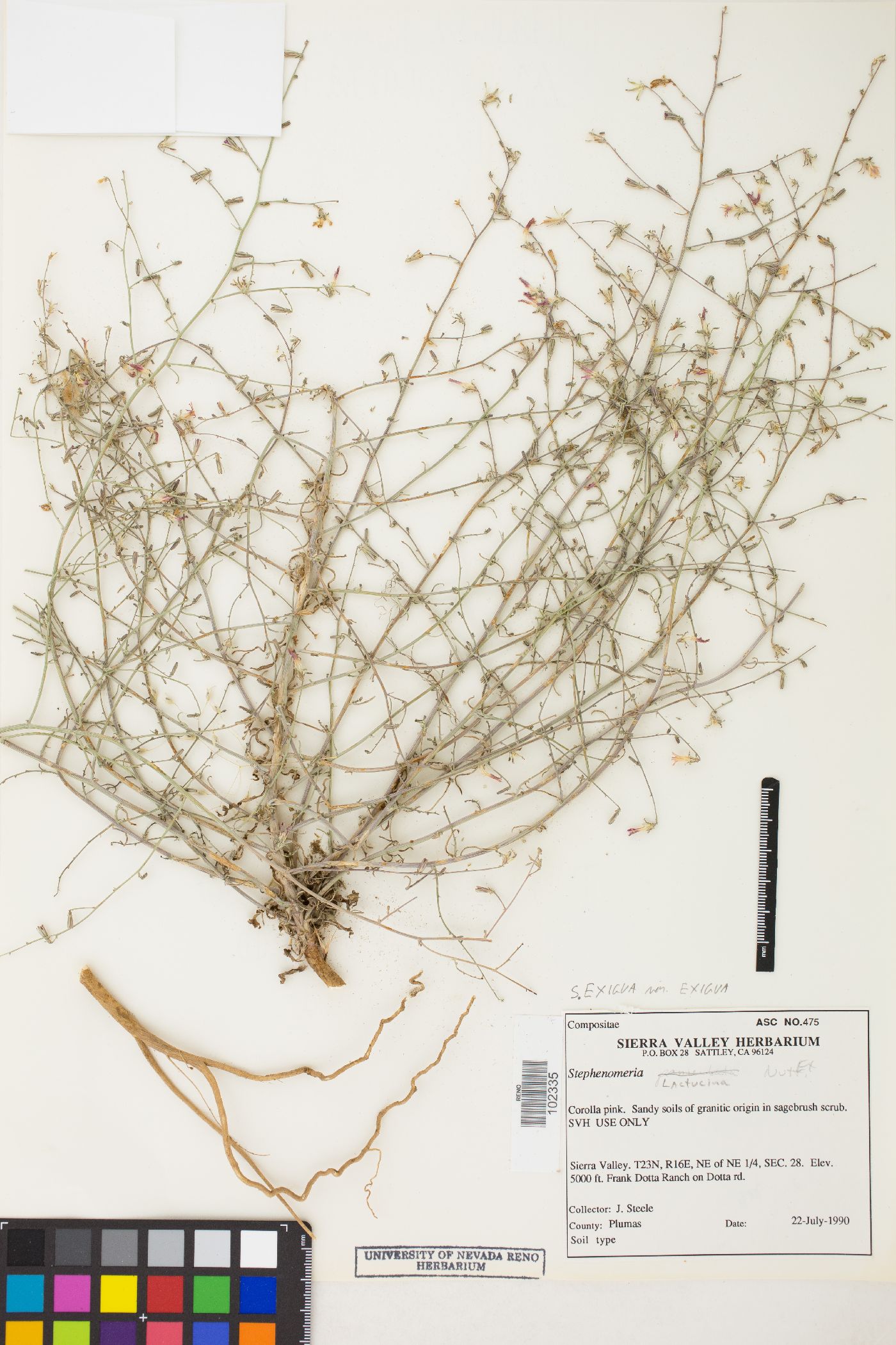 Stephanomeria exigua var. exigua image