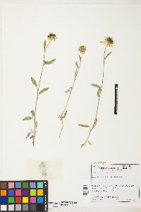 Helianthus bolanderi image