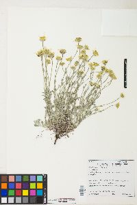 Eriophyllum lanatum image