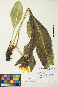 Wyethia amplexicaulis image