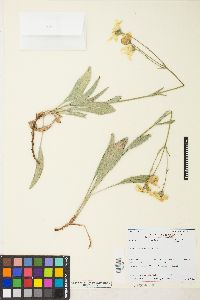 Arnica dealbata image