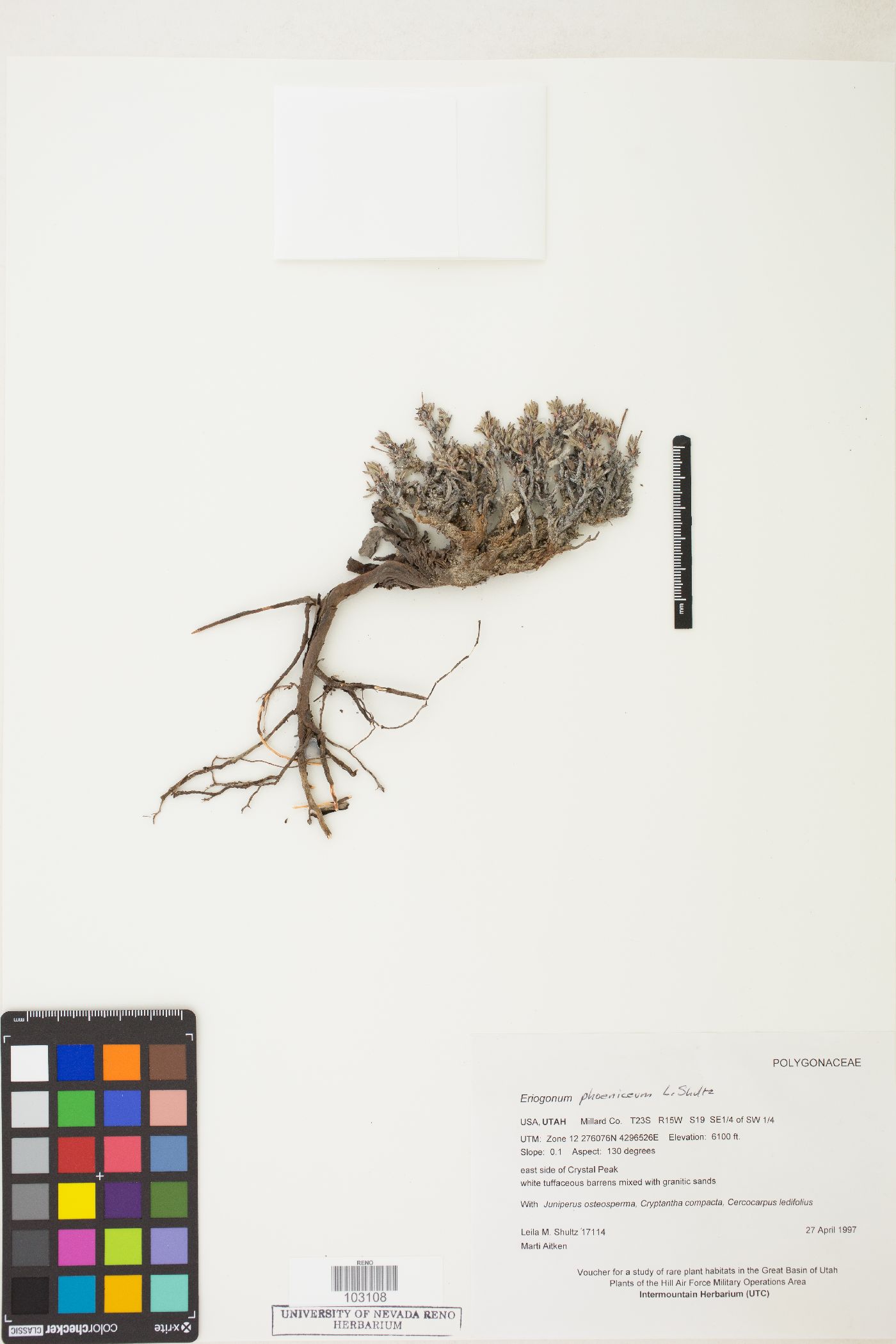 Eriogonum microtheca var. phoeniceum image
