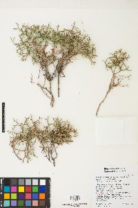 Eriogonum heermannii var. sulcatum image