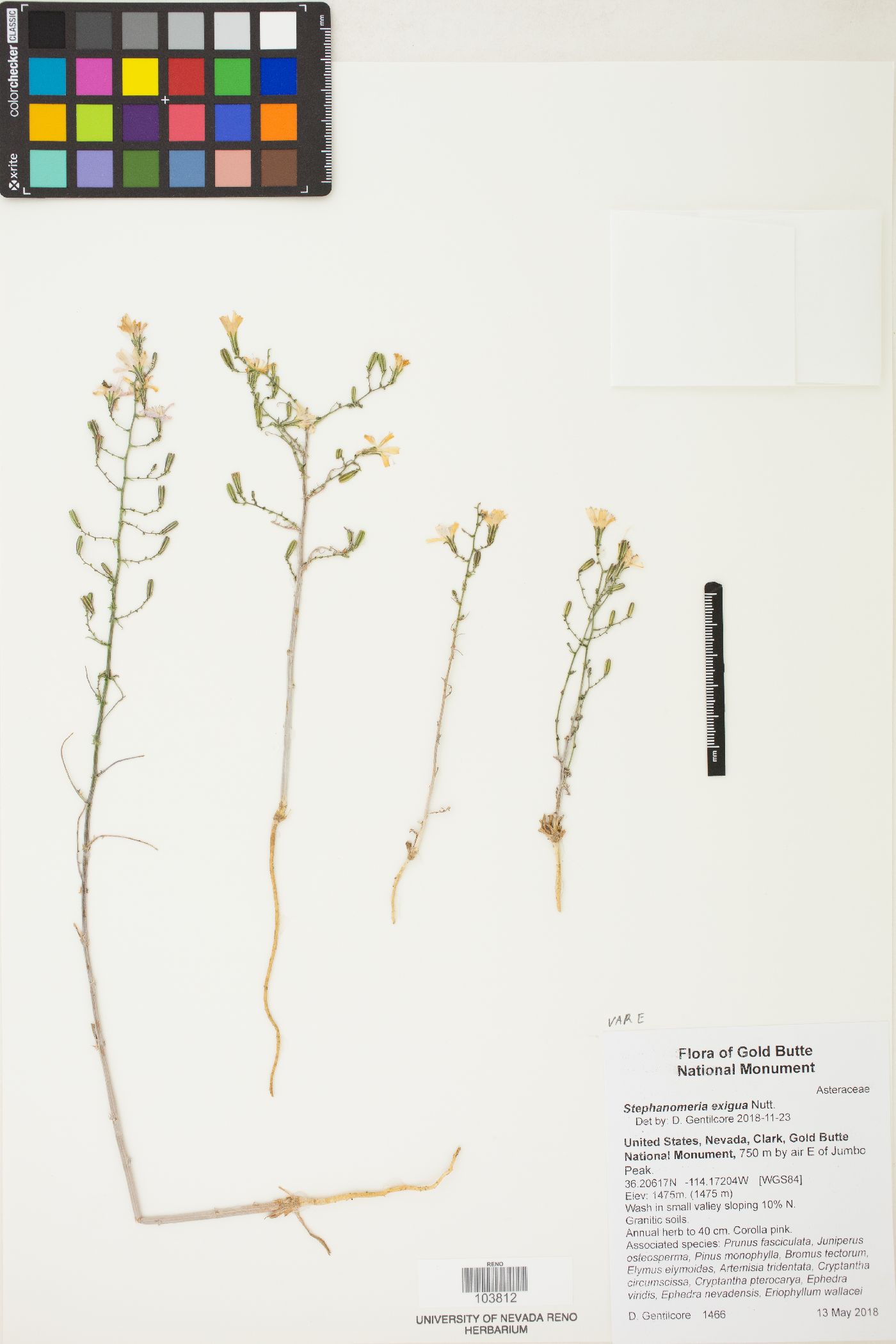 Stephanomeria exigua var. exigua image