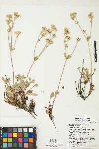 Eriogonum umbellatum var. juniporinum image