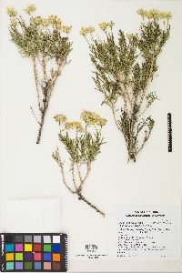 Ericameria linearifolia image