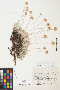 Eriogonum ovalifolium image