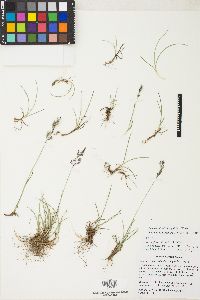 Poa mansfieldii image