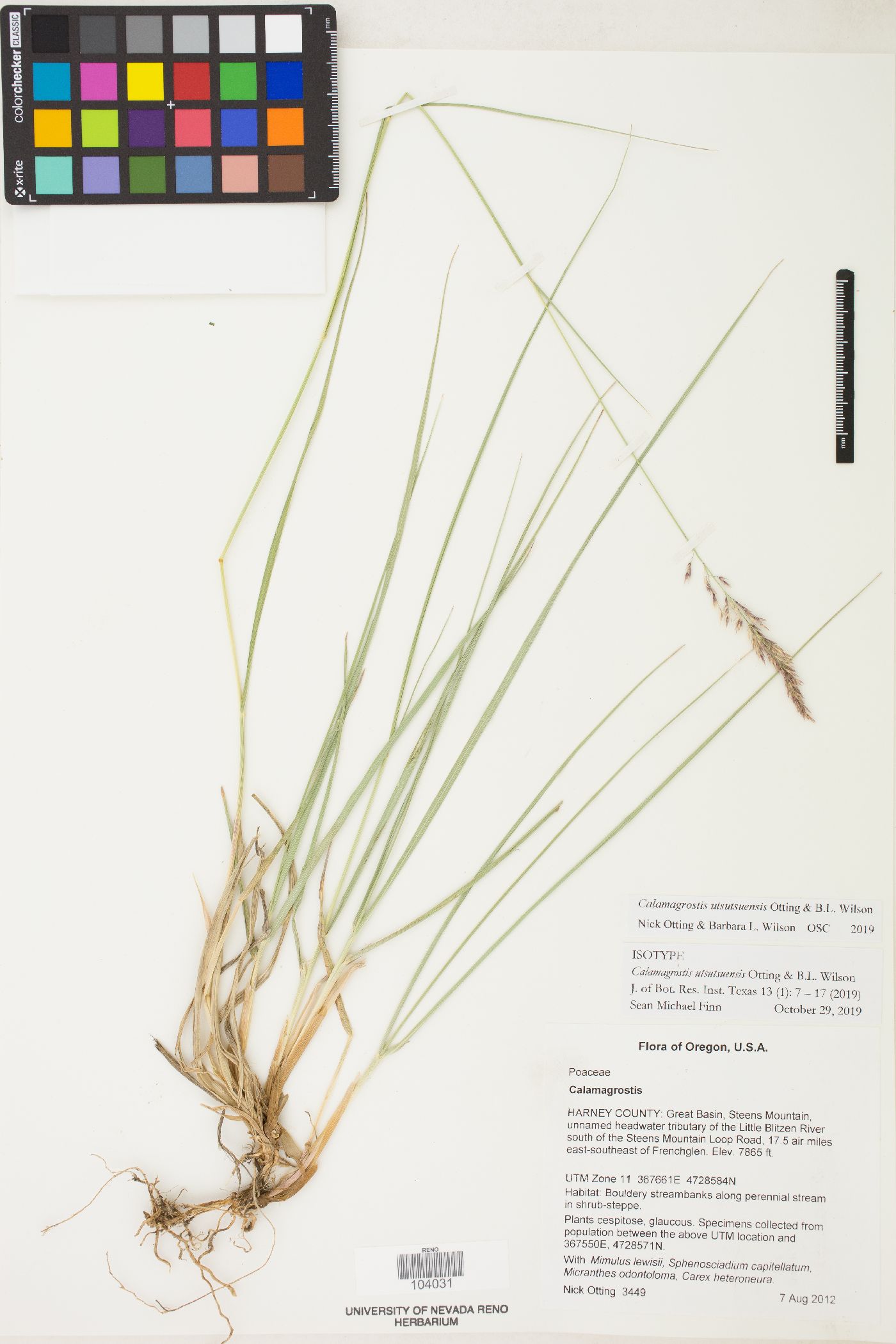 Calamagrostis utsutsuensis image