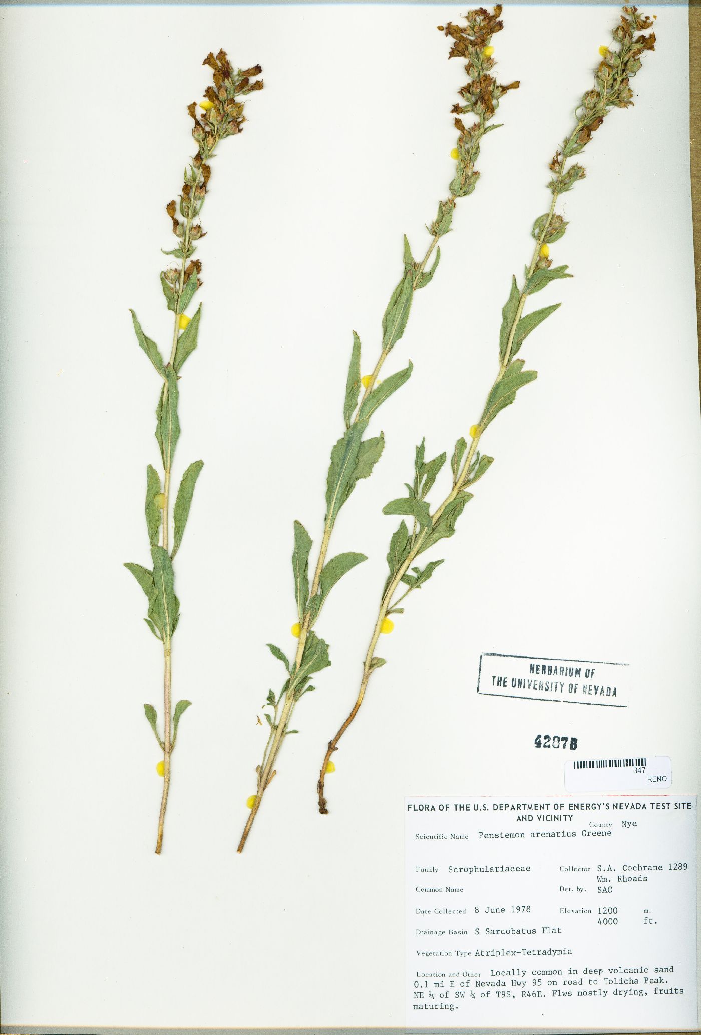 Penstemon arenarius image