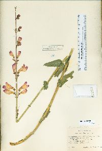 Penstemon floridus image