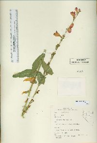 Penstemon floridus image