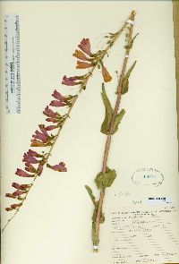 Penstemon floridus image