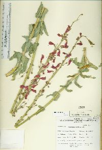 Penstemon floridus image