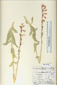 Penstemon floridus image