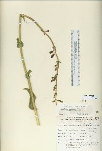 Penstemon floridus image