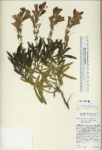 Penstemon fruticosus var. scouleri image