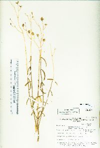 Penstemon fruticiformis var. fruticiformis image