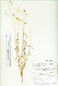 Penstemon fruticiformis image