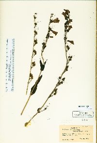 Penstemon leiophyllus var. leiophyllus image