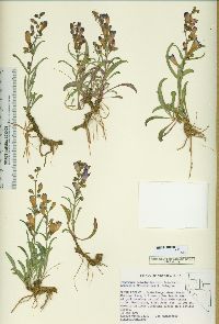 Penstemon leiophyllus var. francisci-pennellii image