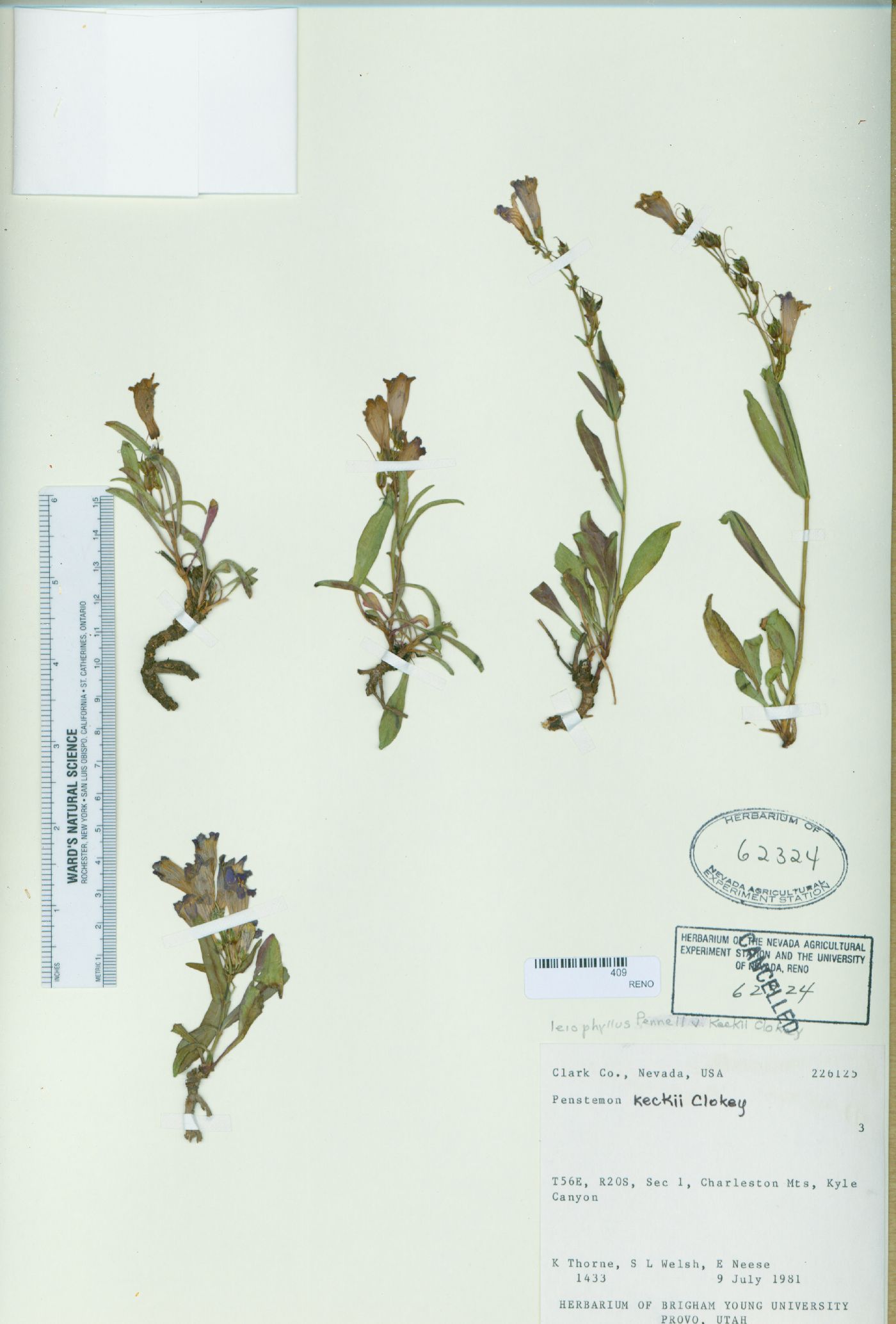 Penstemon leiophyllus var. keckii image