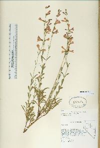 Penstemon higginsii image