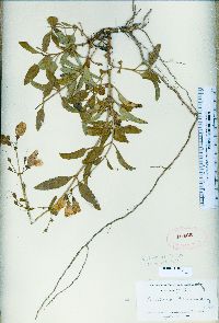 Penstemon grinnellii image