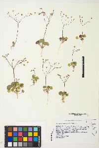 Eriogonum rubricaule image