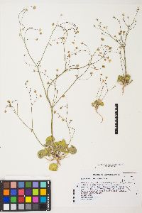 Eriogonum rubricaule image