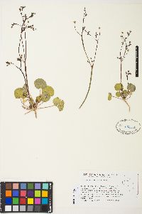 Eriogonum rubricaule image