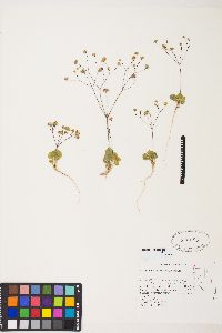 Eriogonum rubricaule image