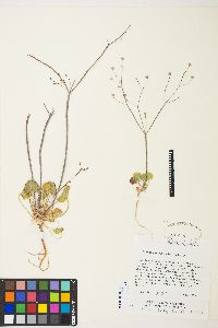 Eriogonum rubricaule image