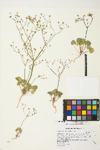 Eriogonum rubricaule image