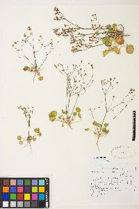 Eriogonum rubricaule image