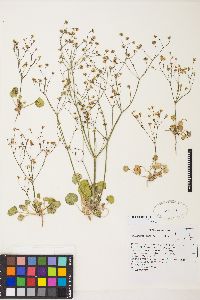 Eriogonum rubricaule image