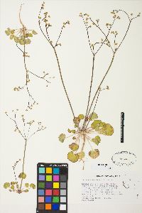 Eriogonum rubricaule image