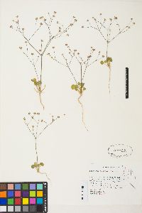 Eriogonum rubricaule image