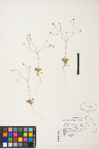 Eriogonum rubricaule image