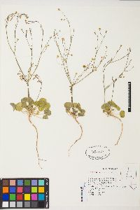 Eriogonum rubricaule image