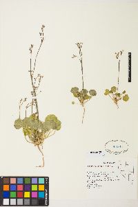 Eriogonum rubricaule image