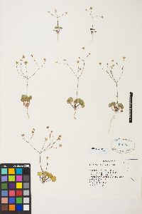 Eriogonum rubricaule image