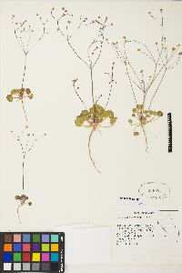 Eriogonum rubricaule image